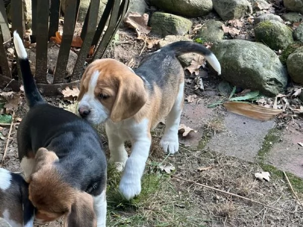 Cuccioli di Beagle in cerca di una casa amorevole | Foto 1