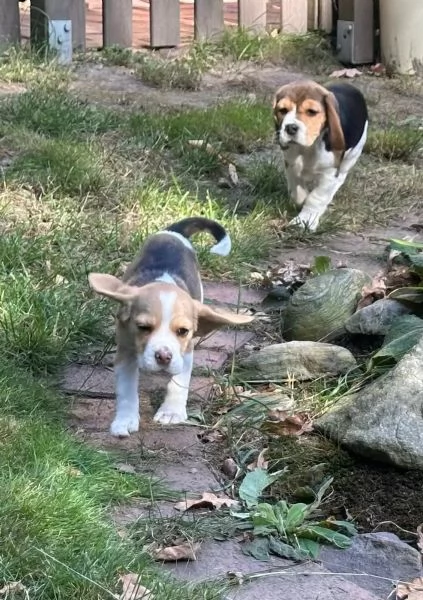 Cuccioli di Beagle in cerca di una casa amorevole | Foto 0