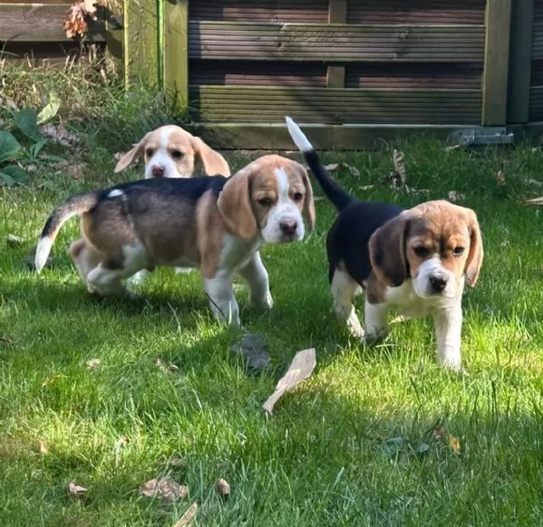 Cuccioli di Beagle in cerca di una casa amorevole
