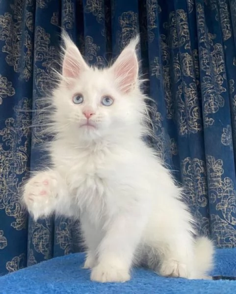Gattini Maine Coon Disponibili 