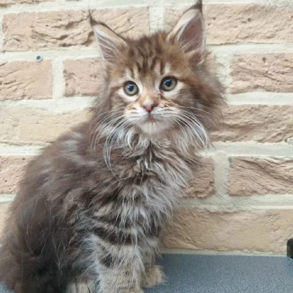Gattini Maine Coon Disponibili  | Foto 0