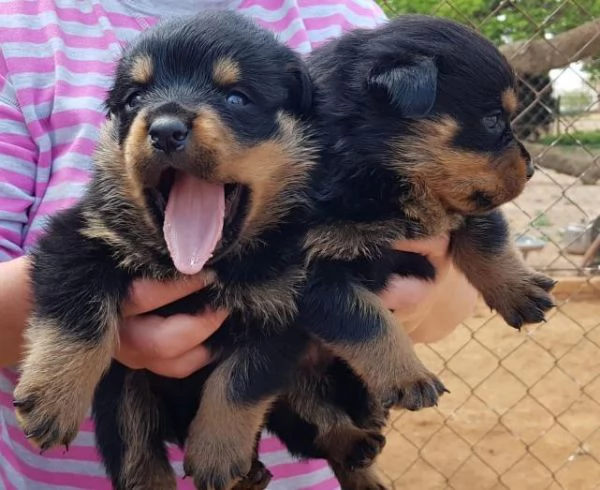Cuccioli di Rottweiler di prima qualitagrave in vendita