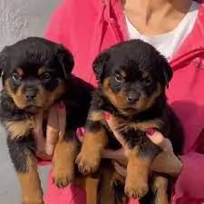 Cuccioli di Rottweiler di prima qualitagrave in vendita | Foto 0