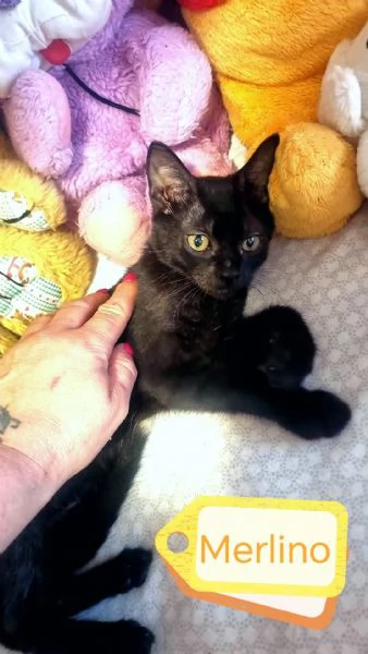 Merlino Gattino Nero