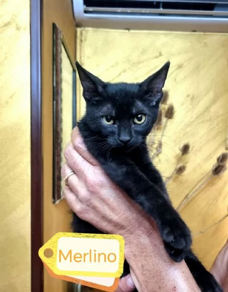 Merlino Gattino Nero | Foto 0
