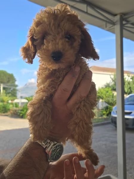 Barbone | Foto 1