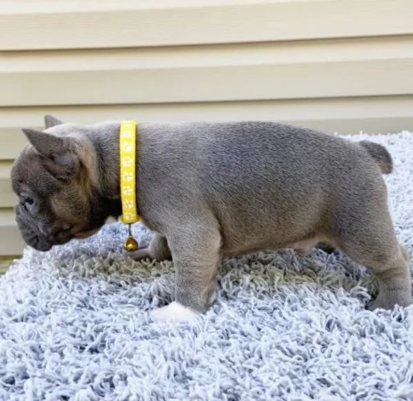 Bulldog Francese cuccioli maschio e femmina | Foto 1