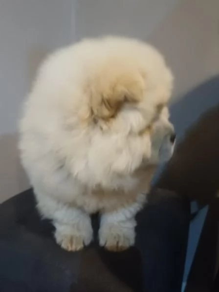 Chow chow  cuccioli maschio e femmina | Foto 0