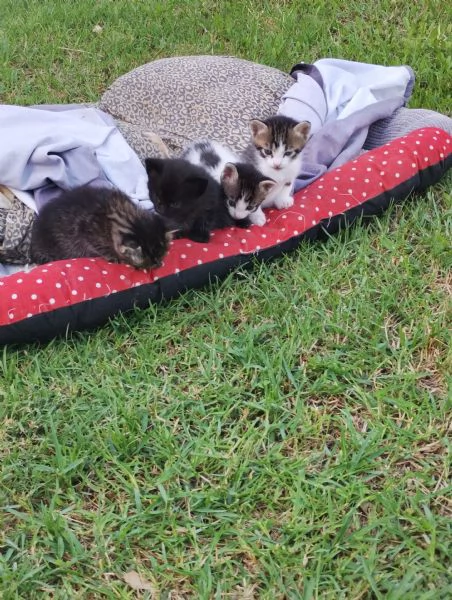 Gattini in regalo  | Foto 3