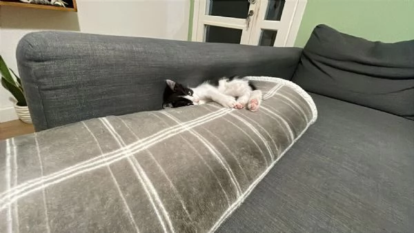 Gatto maschio di due  mesi 