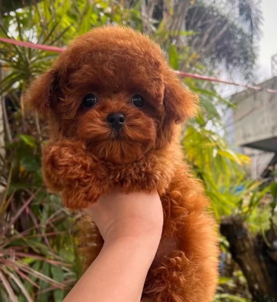 Cuccioli di Barboncini toy