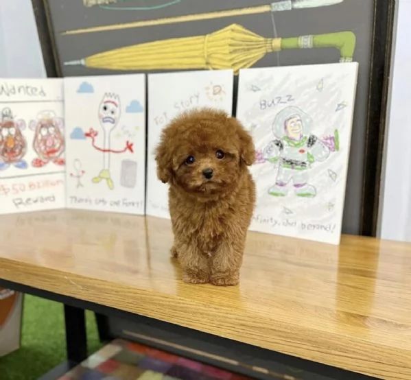 Cuccioli di Barboncini taglia piccola | Foto 0