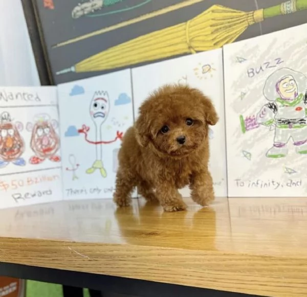 Cuccioli di Barboncini taglia piccola