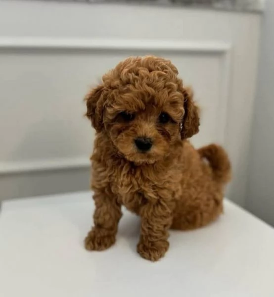 Cuccioli di Barboncino Toy