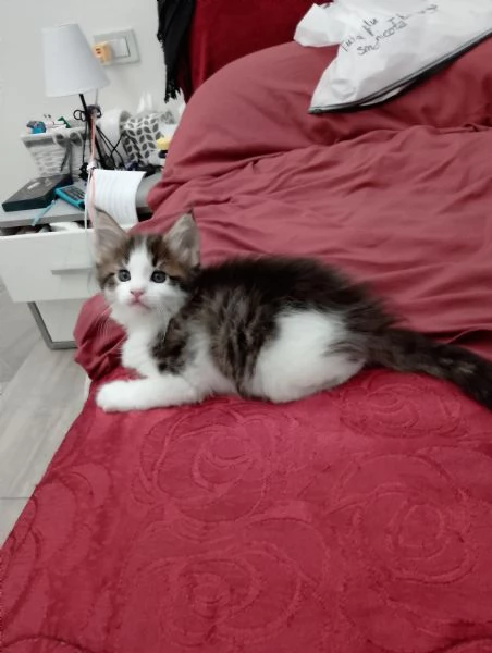 Fiamma  una dolce gattina  | Foto 4