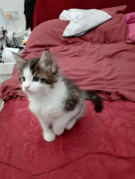 Fiamma  una dolce gattina  | Foto 3