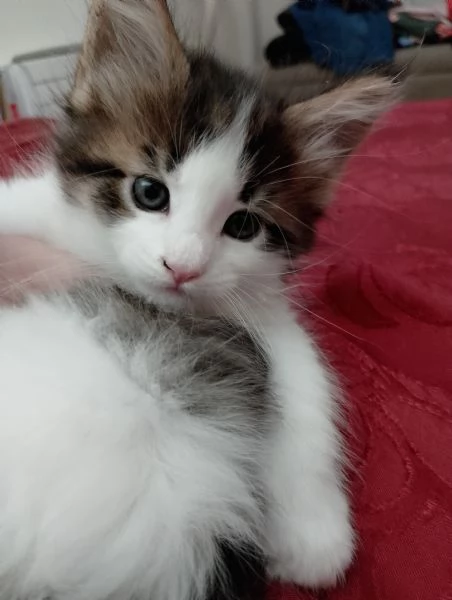 Fiamma  una dolce gattina  | Foto 2