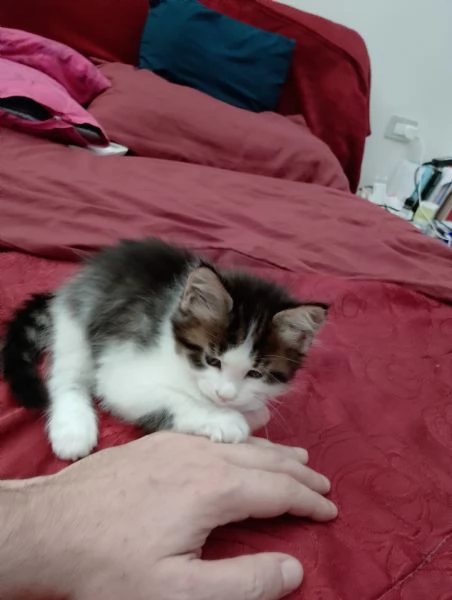 Fiamma  una dolce gattina  | Foto 1