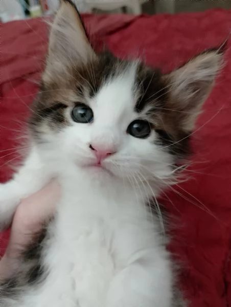 Fiamma  una dolce gattina 