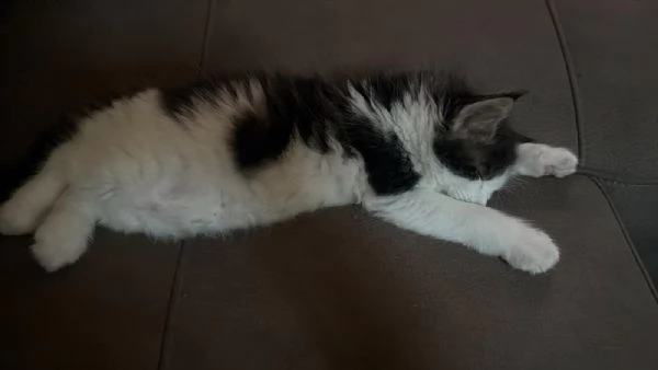 Fiamma  una dolce gattina  | Foto 0