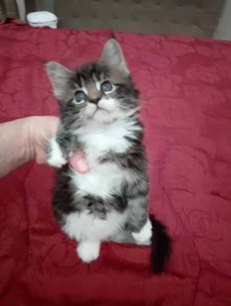 Manolita | Foto 3