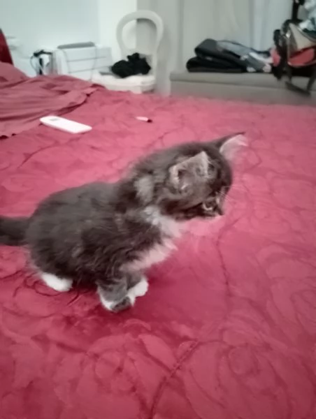 Manolita