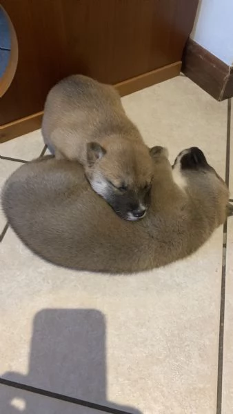 Vendo Cuccioli di Shiba Inu