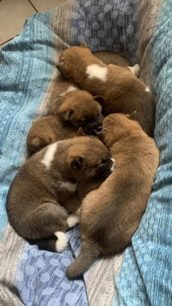 Vendo Cuccioli di Shiba Inu | Foto 2