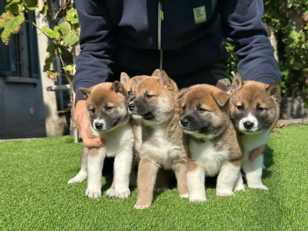 Vendo Cuccioli di Shiba Inu | Foto 1