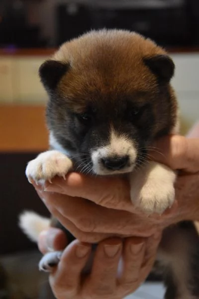 Vendo Cuccioli di Shiba Inu | Foto 0