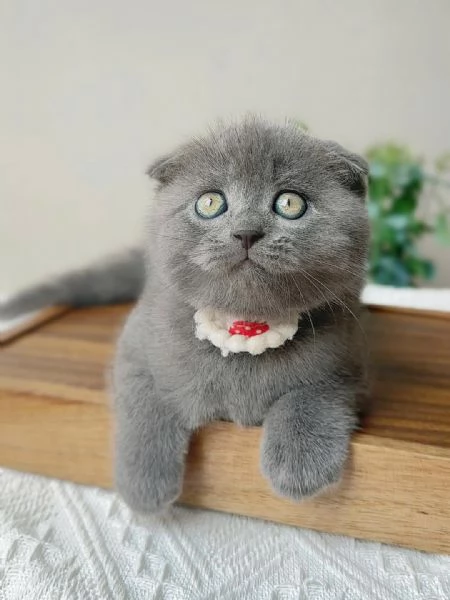 Gatti British shorthair