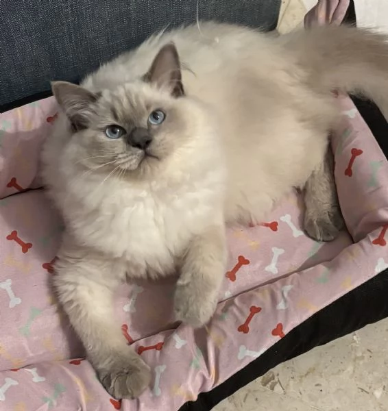 Gatto Ragdoll di 3 mesi | Foto 1