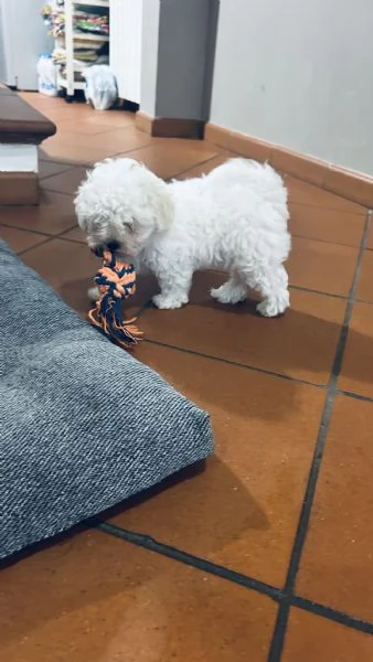 Cuccioli di Bolognese