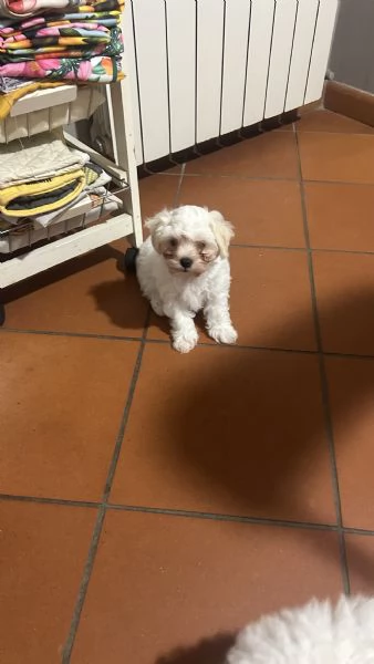 Cuccioli di Bolognese | Foto 1