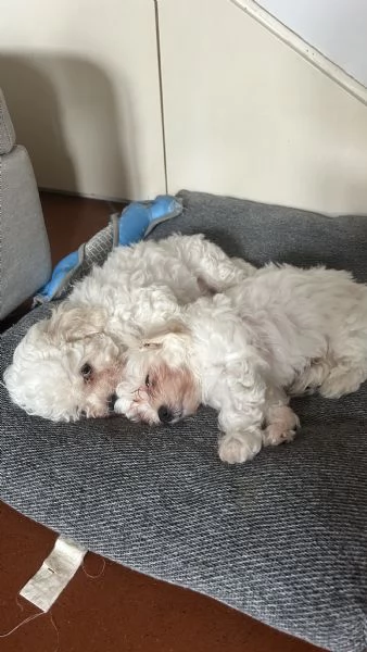 Cuccioli di Bolognese | Foto 0