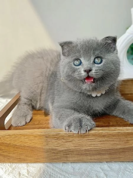Gattini British Shorthair | Foto 0