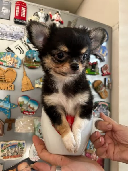 Chihuahua