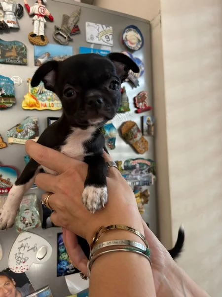 Chihuahua | Foto 2
