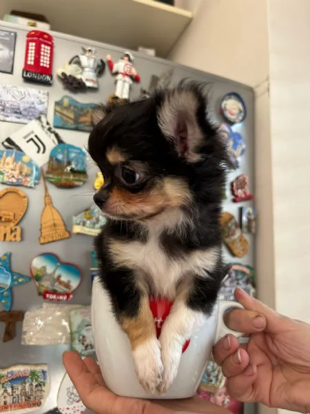 Chihuahua | Foto 1