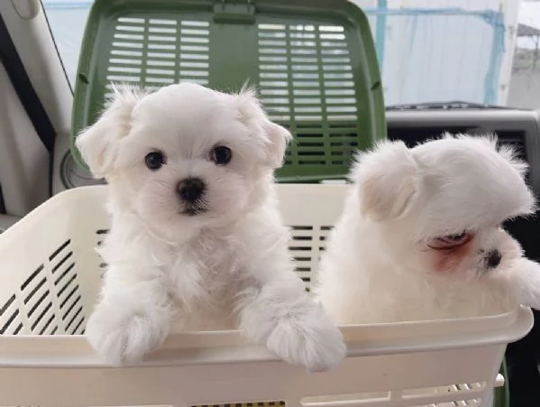 Maltese toy cuccioli | Foto 0
