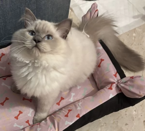 Vendo cucciolo di Ragdoll | Foto 1