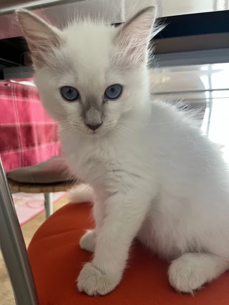 Cucciolo di Ragdoll 