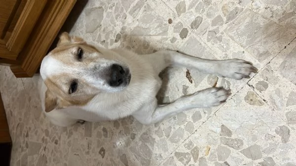 Lucky  | Foto 5