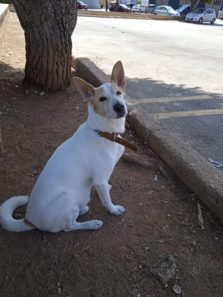 Lucky  | Foto 4