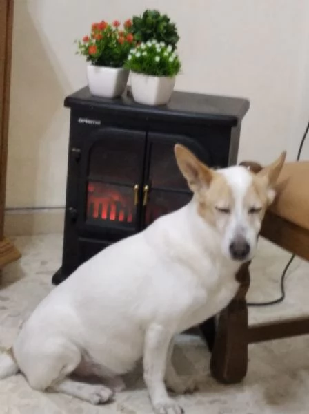 Lucky  | Foto 3
