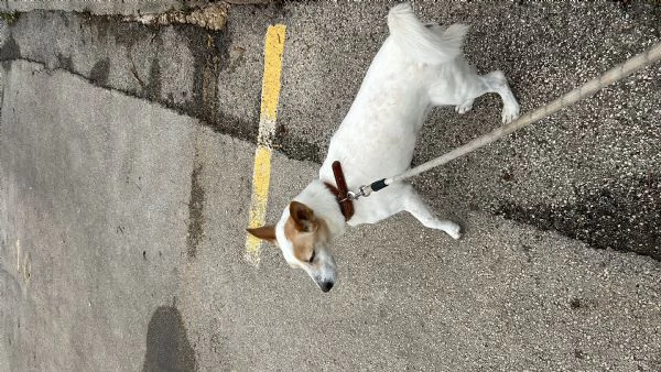 Lucky  | Foto 2