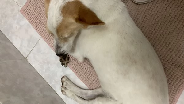 Lucky  | Foto 1