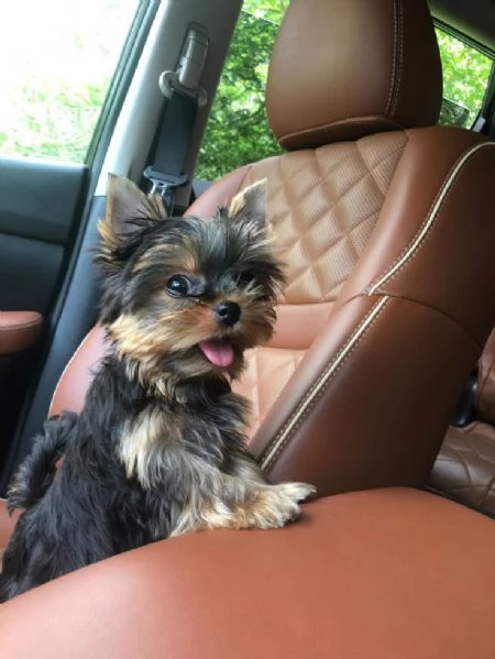 Adorabili cuccioli di Yorkshire  Pronti per lamore