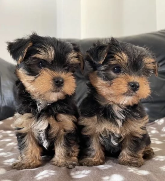 Cuccioli di Yorkshire Terrier pronti per tornare a casa