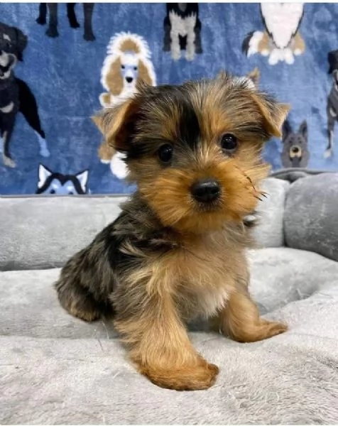 Adorabili cuccioli di Yorkshire Terrier da compagnia | Foto 0